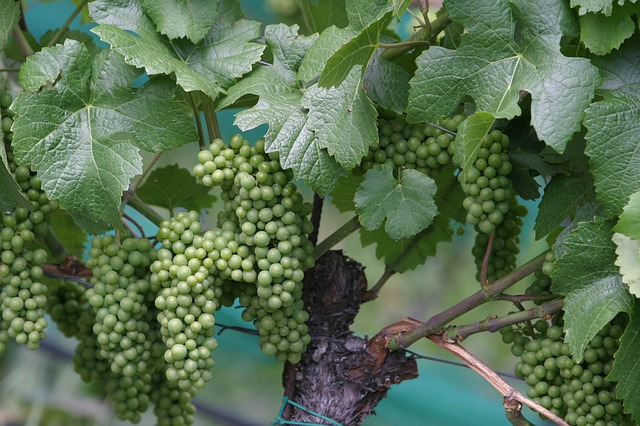 How Champagne is made